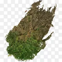 植物杂草-空若网 植物杂草-空若网