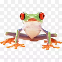 青蛙两栖剪贴画-青蛙PNG图像-空若网 青蛙两栖剪贴画-青蛙PNG图像-空若网