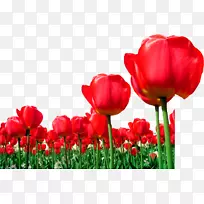 郁金香花-空若网 郁金香花-空若网