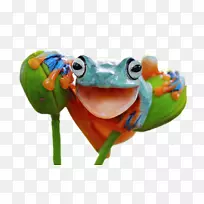 红眼树蛙:水陆两栖笑脸婴儿奶的合唱-空若网 红眼树蛙:水陆两栖笑脸婴儿奶的合唱-空若网