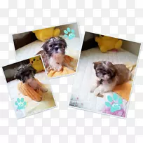 石子摩尔基哈凡狗拉萨阿普索小狗-空若网 石子摩尔基哈凡狗拉萨阿普索小狗-空若网