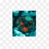 ����ʯ���겡��c-������