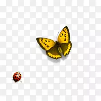 插图昆虫-空若网 插图昆虫-空若网