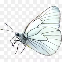 ������-���洴��-������