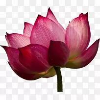 Nelumbo nucifera圣彼得堡莲花寺-免费木材-空若网 Nelumbo nucifera圣彼得堡莲花寺-免费木材-空若网