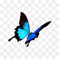 帝王蝴蝶帕皮里奥尤利西斯摄影蓝色场合-空若网 帝王蝴蝶帕皮里奥尤利西斯摄影蓝色场合-空若网