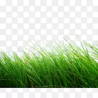 剪贴画-绿草-空若网 剪贴画-绿草-空若网
