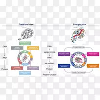 ��֢����ϸ�����Ƶ��ص�-�ɰ��İ�ϸ��ϸ��-������