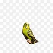 澳大利亚鹦鹉-澳大利亚山雀-空若网 澳大利亚鹦鹉-澳大利亚山雀-空若网