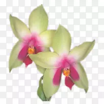 动画博客Spathoglottis桌面壁纸飞蛾兰花-兰花装饰-空若网 动画博客Spathoglottis桌面壁纸飞蛾兰花-兰花装饰-空若网