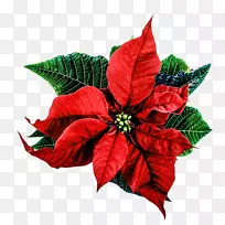 圣诞快乐爱情-圣诞鲜花-空若网 圣诞快乐爱情-圣诞鲜花-空若网