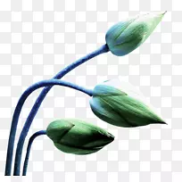 郁金香花瓣绿芽彩色板-空若网 郁金香花瓣绿芽彩色板-空若网