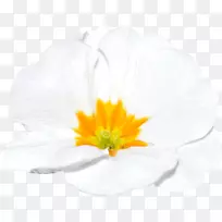 开花植物-多种花型-空若网 开花植物-多种花型-空若网