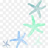 海星剪贴画.水彩贝壳-空若网 海星剪贴画.水彩贝壳-空若网