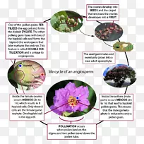 开花植物水百合玫瑰-玉兰创意-空若网 开花植物水百合玫瑰-玉兰创意-空若网