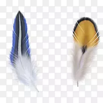 鸟类羽毛剪贴画.蓝色羽毛-空若网 鸟类羽毛剪贴画.蓝色羽毛-空若网
