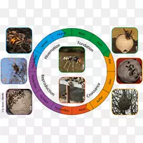 亚洲蜂巢昆虫欧洲黄蜂-雄蜂-空若网 亚洲蜂巢昆虫欧洲黄蜂-雄蜂-空若网