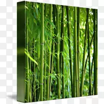 电子邮件营销竹子-禅温泉在线投资-竹类-空若网 电子邮件营销竹子-禅温泉在线投资-竹类-空若网