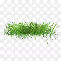 草坪桌面壁纸夹艺术.春季绿色-空若网 草坪桌面壁纸夹艺术.春季绿色-空若网