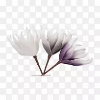 花瓣开花植物-空若网 花瓣开花植物-空若网