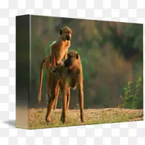 狗繁殖动物野生动物狒狒-空若网 狗繁殖动物野生动物狒狒-空若网