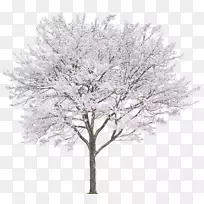 树枝绘制-樱桃叶-空若网 树枝绘制-樱桃叶-空若网