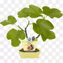 ��ͨ�޻�������ֲ��Obi�����޻�������ֲ��-Feige-������