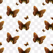 贴图摄影图案-蝴蝶昆虫-空若网 贴图摄影图案-蝴蝶昆虫-空若网