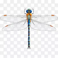昆虫蜻蜓剪贴画.蜻蜓载体-空若网 昆虫蜻蜓剪贴画.蜻蜓载体-空若网
