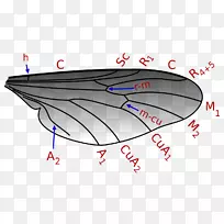 双翅目昆虫翅脉-空若网 双翅目昆虫翅脉-空若网