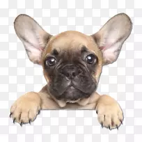 法国斗牛犬小狗训练手册:如何培养你梦想中的狗澳大利亚牧羊犬-法国斗牛犬脸-空若网 法国斗牛犬小狗训练手册:如何培养你梦想中的狗澳大利亚牧羊犬-法国斗牛犬脸-空若网