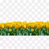 郁金香花下载-郁金香花-空若网 郁金香花下载-郁金香花-空若网