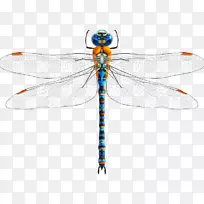 �������Ѽ�����-���棬����-������