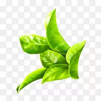 数码喷漆茶园系统.绿叶藤-空若网 数码喷漆茶园系统.绿叶藤-空若网