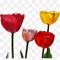 郁金香花瓣-郁金香花-空若网 郁金香花瓣-郁金香花-空若网