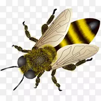 西方蜜蜂昆虫剪贴画-蜜蜂-空若网 西方蜜蜂昆虫剪贴画-蜜蜂-空若网