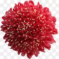 动画花动画系列剪贴画-粉红色小花-空若网 动画花动画系列剪贴画-粉红色小花-空若网