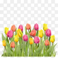 郁金香狂热花-美丽的彩色郁金香图片-空若网 郁金香狂热花-美丽的彩色郁金香图片-空若网