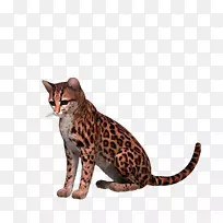 加利福尼亚的孟加拉猫-空若网 加利福尼亚的孟加拉猫-空若网