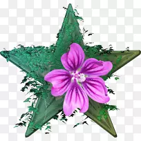 切花开花植物粉红色m-植物-空若网 切花开花植物粉红色m-植物-空若网