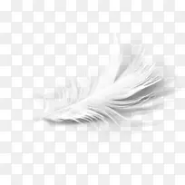 白羽睫毛-空若网 白羽睫毛-空若网