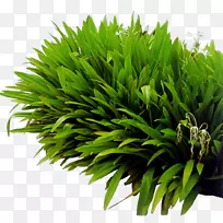 ²ÝƺÂÌ»¯×ÔÈ»¾°¹Û-Â̲Ý-¿ÕÈôÍø ²ÝƺÂÌ»¯×ÔÈ»¾°¹Û-Â̲Ý-¿ÕÈôÍø