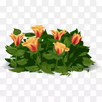 郁金香花植物-郁金香-空若网 郁金香花植物-郁金香-空若网