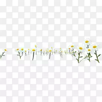 野菊花-野菊花-空若网 野菊花-野菊花-空若网