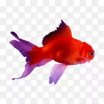 金鱼暹罗打鱼锦鲤android-android-空若网 金鱼暹罗打鱼锦鲤android-android-空若网