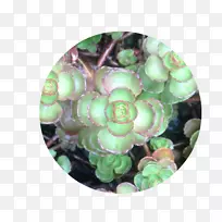 圣诞节装饰有机体.径向图案-空若网 圣诞节装饰有机体.径向图案-空若网