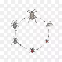 灰甲虫棕色马氏体臭虫蝴蝶生物生命周期-昆虫叶片-空若网 灰甲虫棕色马氏体臭虫蝴蝶生物生命周期-昆虫叶片-空若网