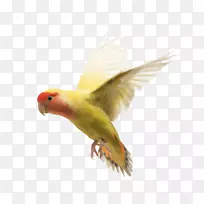 ���ģ�õ��ɫ�������񣬹������죬����-������