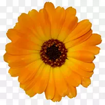 ��ɫ�����ֽ����ɫ-������