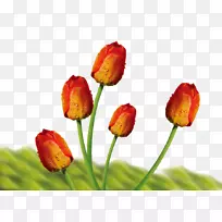 郁金香花束-郁金香芽-空若网 郁金香花束-郁金香芽-空若网
